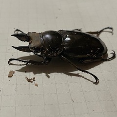 ババオウゴンオニの中古が安い！激安で譲ります・無料であげます