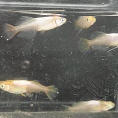 🉐★めだか〜鳳凰（ホウオウ）光体型オス2・メス3 産卵開始サイズ