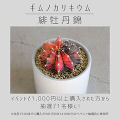 2025/4/5 (土) 多肉植物・塊根植物販売　みっけフェスタ2025 spring 出店 - その他