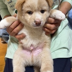 生後2か月フワフワの男の子🐶✨ - 福山市