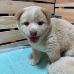 生後2か月フワフワの男の子🐶✨ − 広島県