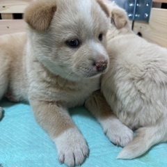生後2か月フワフワの男の子🐶✨ - 犬