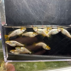 紡メダカ