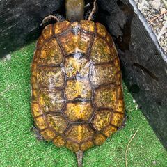 ニホンイシガメ　飼育、繁殖、販売