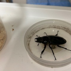 アクベシアヌスミヤマ成虫ペアの画像
