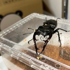 アクベシアヌスミヤマ成虫ペアの画像