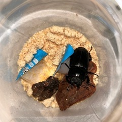 アクベシアヌスミヤマ成虫ペアの画像