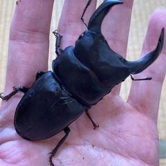 （予約済み）久留米オオクワガタ幼虫③の画像
