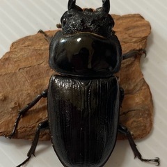 （予約済み）久留米オオクワガタ幼虫③の画像