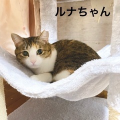 ルナちゃん（メス推定2歳）💕各種接種済み保護猫ちゃんです🐾