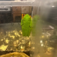 アカメアマガエル
