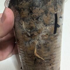 いちじく　イチジク　ドーフィン　挿し木苗　発根済の画像