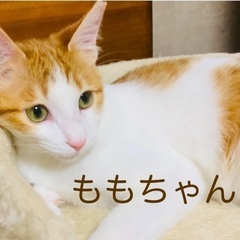 ももちゃん💕各種接種済み🐾保護猫ちゃんです