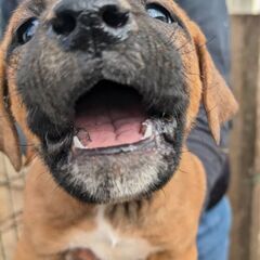 (里親様決定！)とってもかわいい土佐犬パピー　幸せにしてくれるご家族を探しています - 春日部市