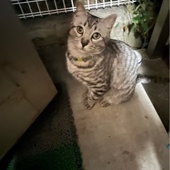 サバトラくん