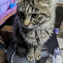 里親募集中です