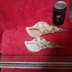 法螺貝　2個セット　🐚　自然物　インテリア　置物　🐚の画像