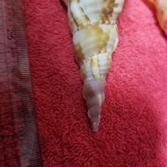 法螺貝　2個セット　🐚　自然物　インテリア　置物　🐚の画像