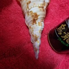 法螺貝　2個セット　🐚　自然物　インテリア　置物　🐚の画像