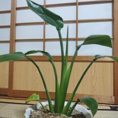 🌿ストレリチアオーガスタ観葉植物🌿の画像