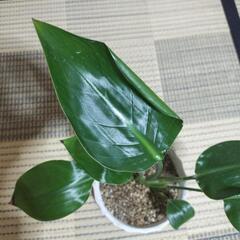 🌿ストレリチアオーガスタ観葉植物🌿の画像