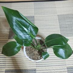 🌿ストレリチアオーガスタ観葉植物🌿の画像