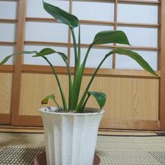 🌿ストレリチアオーガスタ観葉植物🌿