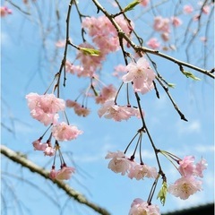 JapaneseDance   We are also accepting trial lessons at any time!の画像