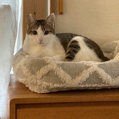 猫とは仲良し♪人間はまだこわい…