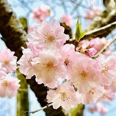 COSMOS  Japanesdanceの画像
