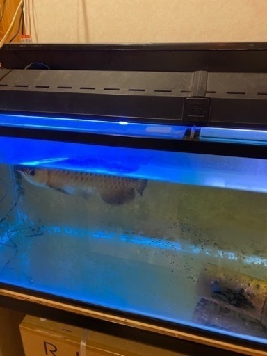 アロワナ2匹+ナマズ1匹