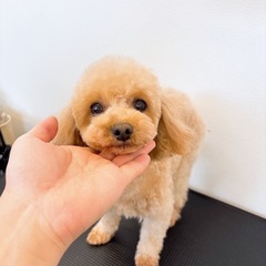大人しくて抱っこが大好き💓あんなちゃん