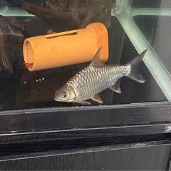 イエローフィンバルブ