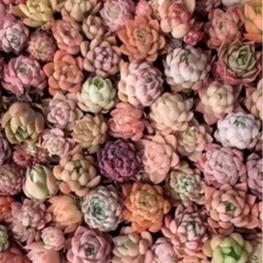 【お取引き中】リクエスト　葉挿し20枚、エケベリア1苗　多肉植物