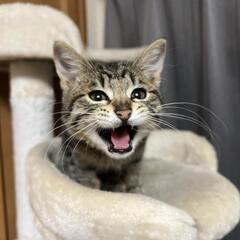 猫好きお茶会 - 甲府市