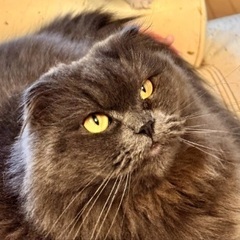 🆘多頭飼育崩壊緊急保護‼️🐈‍⬛４月６日(日)すみれペットクリニック様にて『 星 』様主催🐾保護猫の譲渡会(予約不用)を開催致します‼️🌸🐈‍⬛🐾子猫７ヶ月〜成猫ちゃんまで🐾計10匹参加予定❣️❣️🌸🐈‍⬛🐾皆様のお越しを心よりお待ち致しております❣️🙇‍♀🍀✨ - 猫