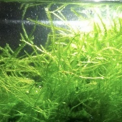 ウィローモス付き色々の画像