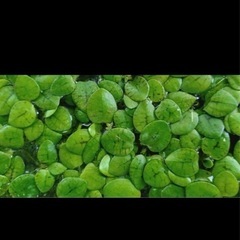 ウィローモス付き色々の画像