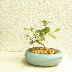 盆栽 販売/生産卸/通販サイト 盆栽専門店青木園