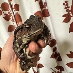 ヒキガエルの画像
