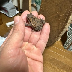 ヒキガエルの画像