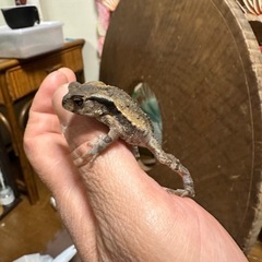 ヒキガエルの画像