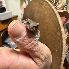 ヒキガエルの画像