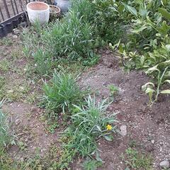 矢車草