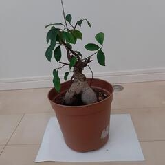 がじゅまる