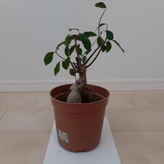 がじゅまるの画像