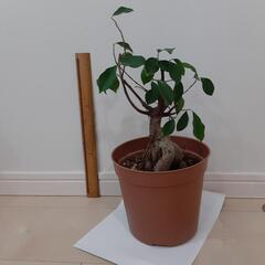 がじゅまるの画像