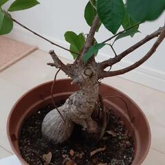 がじゅまるの画像