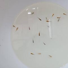 ミックス めだか  ３０匹程