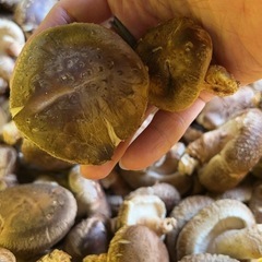 原木椎茸100g〜